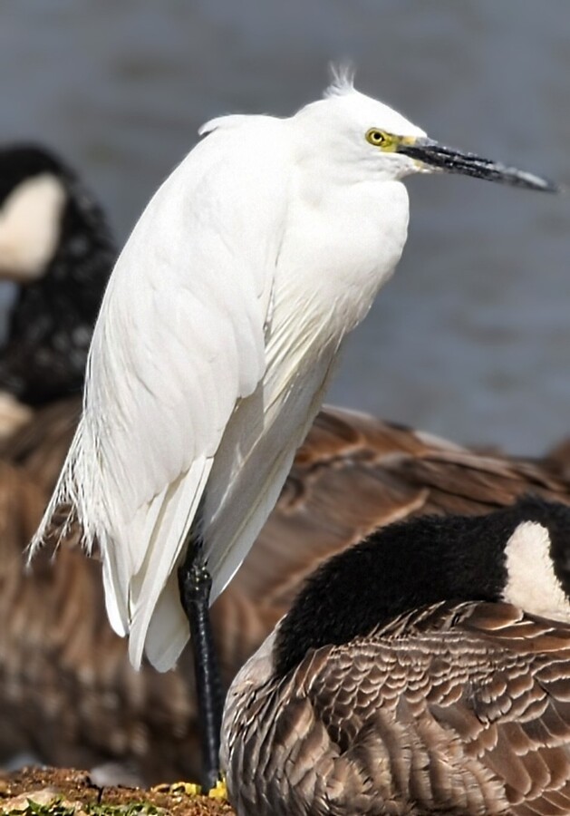 Egret 